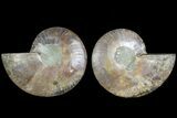 Cut & Polished, Agatized Ammonite Fossil - Madagascar #183231-1